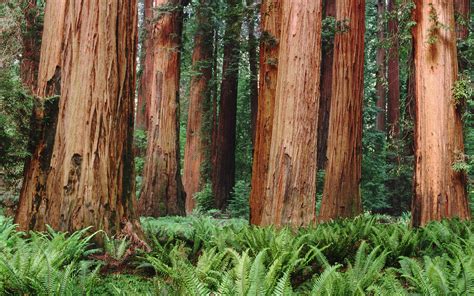Nature Trees Forest Plants Ferns Leaves Redwood Sequoias Wallpapers Hd Desktop And