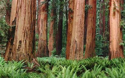 Forest Trees Redwood Plants Leaves Nature Desktop