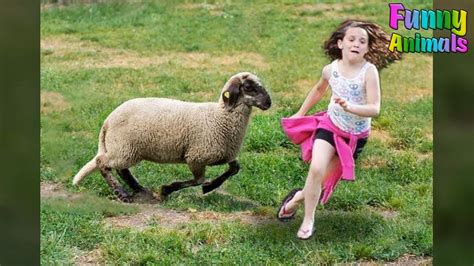 Funny Sheep Attacking People! Hilarious! Funniest Animals ...