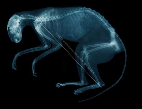 X Ray Of House Cat