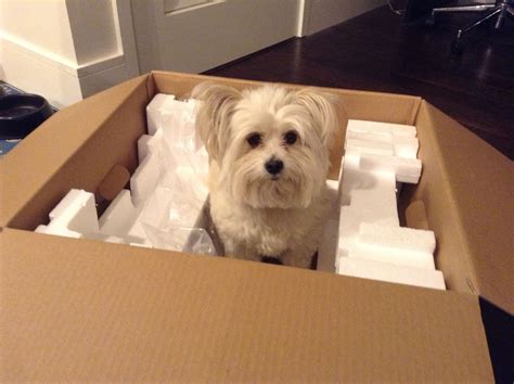 Dog In A Box Dog Box Dogs Doggy