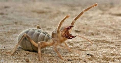 It can run upwards of 25 mph (by soldiers that have tracked the speed with humvees since it runs in their shadows). Detritus Effluvium