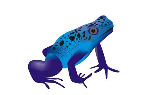 Best Blue Poison Arrow Frog Illustrations Royalty Free Vector Graphics