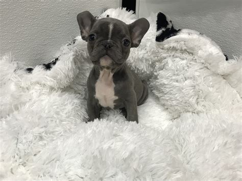 The portion of a particular state each group below serves is indicated by the symbol next to its name Mini Blue French Bulldog For Sale - Tiny Paws