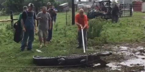 East Texans Wrangle 10 Feet Long Alligator Video Goes Viral