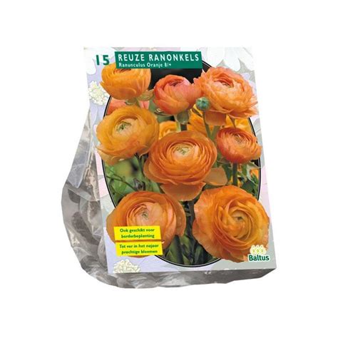 Plantenwinkel Baltus Ranunculus Oranje Ranonkel Bloembollen Per
