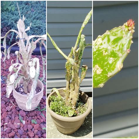 Christmas cactus is one of the most favorite holiday succulents. Brought my cactus back from the brink of death and now its ...