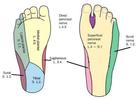 Foot Dermatome Map Dermatome Map Porn Sex Picture