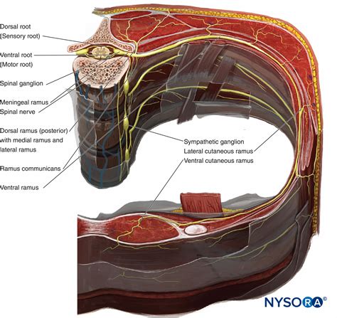 First i'll do an intro to the different organs and structures in the chest, and then i'll go over some images showing their locations. Thoracic and Lumbar Paravertebral Block - Landmarks and ...