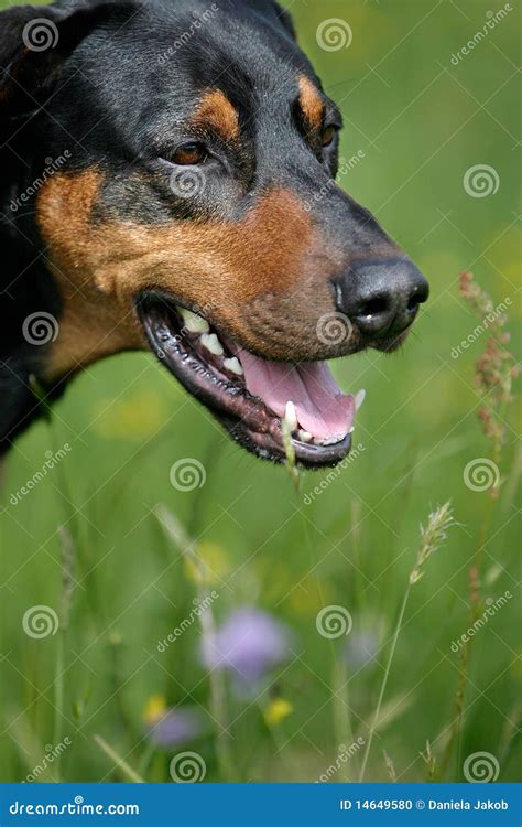 Snout Of A Doberman Dog Stock Photo Image Of Angry Glad 14649580