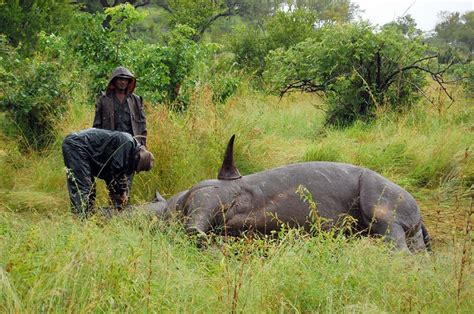 What Is Poaching The Horrendous Crime Explained