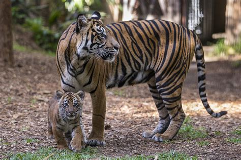 Endangered Sumatran Tiger Cubs Debut San Diego Zoo Wildlife Alliance