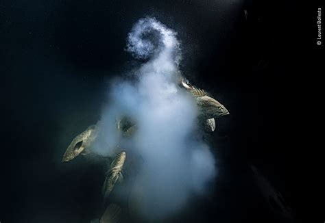 Wildlife Photographer Of The Year 2021 Winning Images Natural History