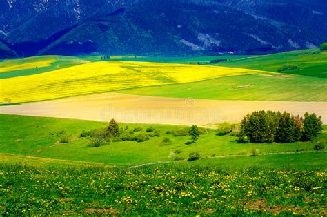 Beautiful Yellow Flower Oilseed With Mountain In Background Slovakia