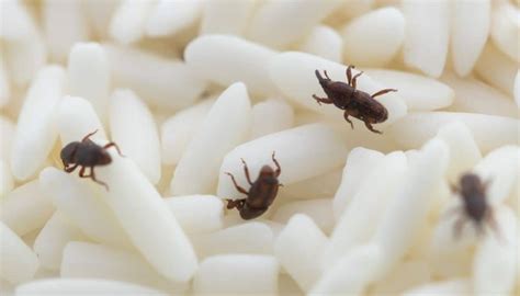 How To Get Rid Of Tiny Black Bugs In Kitchen Cupboards Kitchen