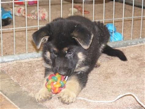 German shepherds need plenty of mental and physical stimulation daily, to prevent behavioral issues. German Shepherd Puppies for sale in North Carolina - Janurary 2013 puppies Litter