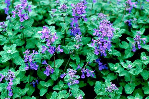 Catnip Vs Catmint Know The Differences Before You Plant