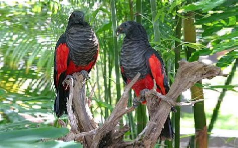 Pictures and information on pesquet's parrot. Pesquet's Parrot - Perroquet de Pesquet - Pesquet's Parrot ...