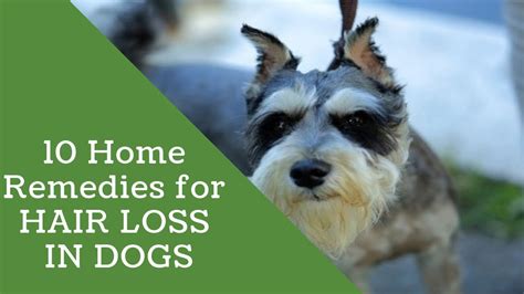 That's important because vitamin e has antioxidant properties and it repairs damaged hair follicles. 10 Home Remedies for HAIR LOSS IN DOGS - YouTube