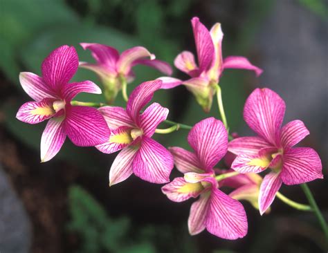 Bunga Orkid Orkid Dendrobium Dan Cara Penjagaan