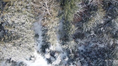 free aerial view of trees on snowfield nohat cc