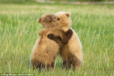 Bear Cubs Pictured In Alaska Playing In Long Grass Before Hugging