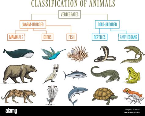 Clasificación De Los Animales Los Reptiles Anfibios Mamíferos Aves