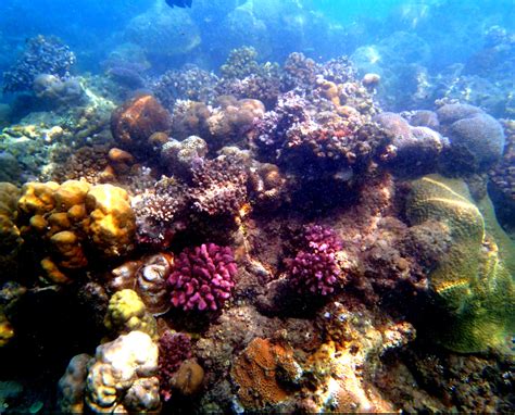 Reefs are formed of colonies of coral polyps held together by calcium carbonate. Home is where the healthy reefs are: insights into coral ...