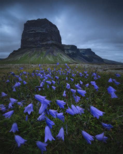 Where To Photograph Lupines And Wildflowers In Iceland Iceland Photo