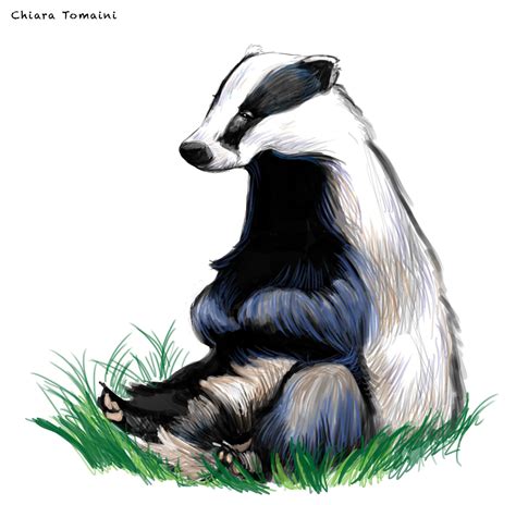 Badger Digital Art Photoshop Cs6 Animal Illustration Badger Images