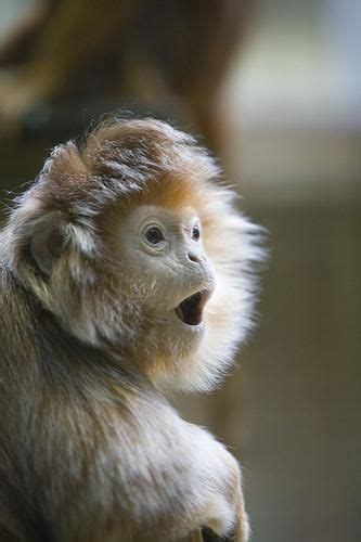 Surprised Monkey Nature Animals Animals And Pets Baby Animals Funny