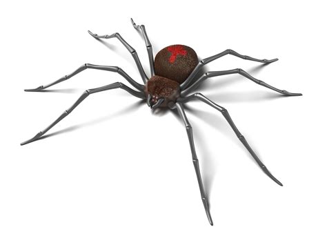 Mature female black widows present this appearance. Pet Poison Helpline | Black Widow Spider Poisoning in Pets