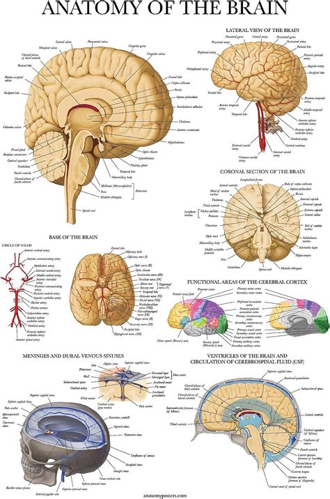 Palace Learning Brain Anatomy Poster Laminated Anatomical Chart Of The Human Brain Amazon