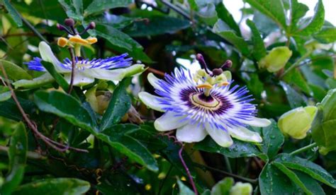 Passiflora Caerulea How To Grow And Take Care Of Your Plant