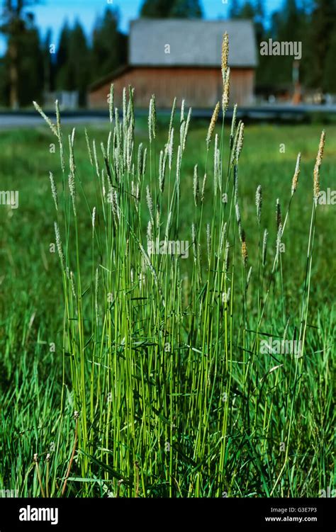 Agriculture Weeds Meadow Foxtail Alopecurus Pratensis Mature