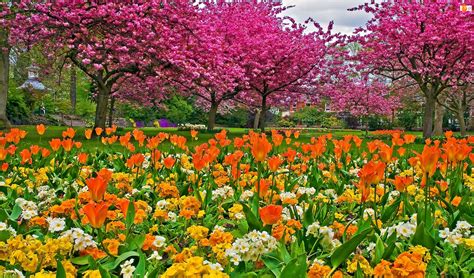 Wiosna Park Kwitnące Tulipany Drzewa