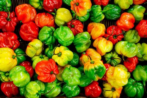 10 hottest chillies in the world [hottest chilli guide] — what s danny doing