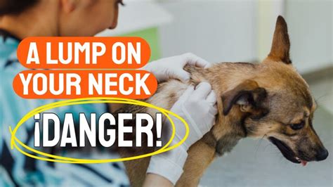 🆘theres A Lump On Your Dogs Neck ¿why Youtube