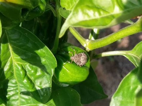 What Kind Of Bug Is This I Have Found Quite A Few On My Pepper Plants