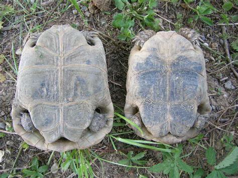 Comparar Fabricante limpiador nombres de tortugas machos fuga volatilidad Ciudadanía