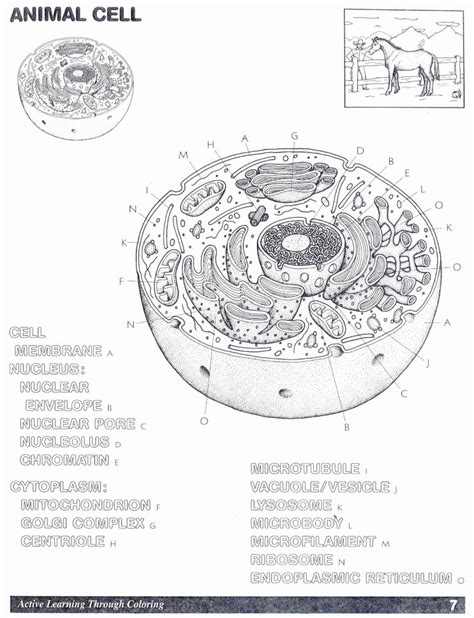 Animal cell coloring worksheet also plant cell drawing at getdrawings. Cells Alive Animal Cell Worksheet Answer Key | db-excel.com