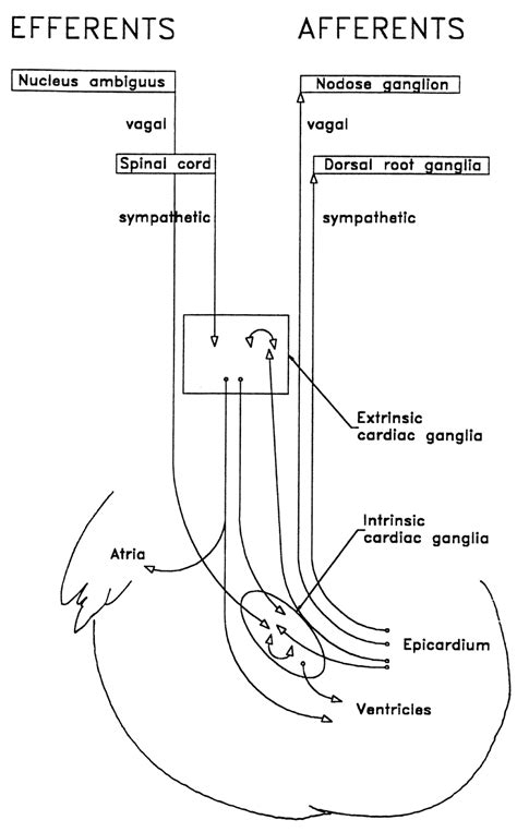 Diagram Showing The Cardiac Afferent And Efferent Neuronal Pathways