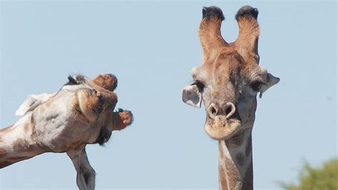 Derpy Giraffe From Namibia 9gag