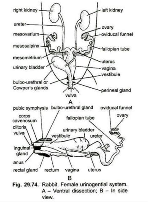 Describe The Female Reproductive System Of Rabbit With Neatly Labeled Diagrams
