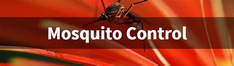 Effective Florida Mosquito Control Pest Control Jupiter Termite