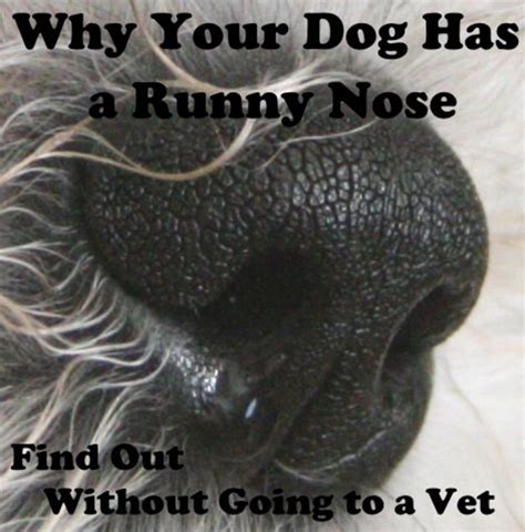 Why Your Dog Has A Runny Nose Find Out Without Going To The Vet It