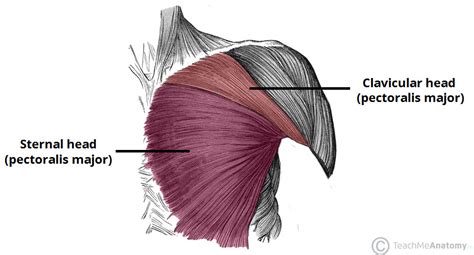 34 Correctly Label The Pectoral And Brachial Muscles Labels For Your