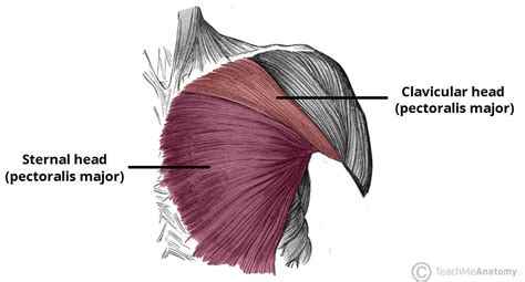Pectoralis major muscle (figure 1). Muscles of the Pectoral Region - Major - Minor ...