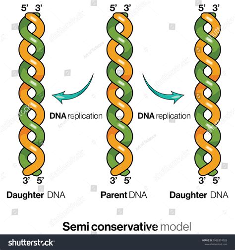 Semi Conservative Model Dna Replication Cells стоковая векторная
