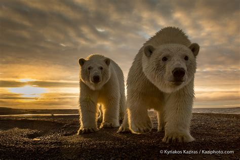 500px Blog Best Of 2014 Top 10 Animal Photos